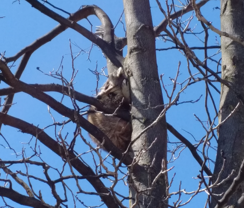 A raccoon sleeps in a tree near DWE.