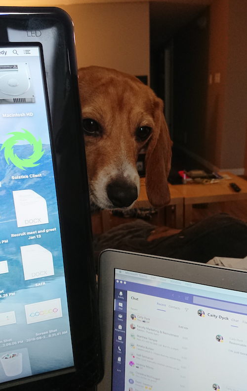 Barnacle the Puppy peeks in between two laptop screens.