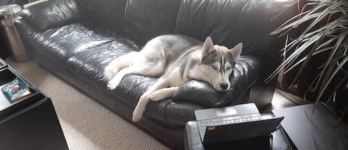 Farley the Dog sprawled on a couch with a laptop.