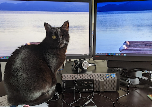 Charlotte the Cat blocks a pair of monitors.