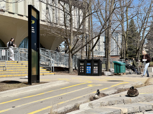Two Canada Geese nesting outside the front of the Dana Porter Library.