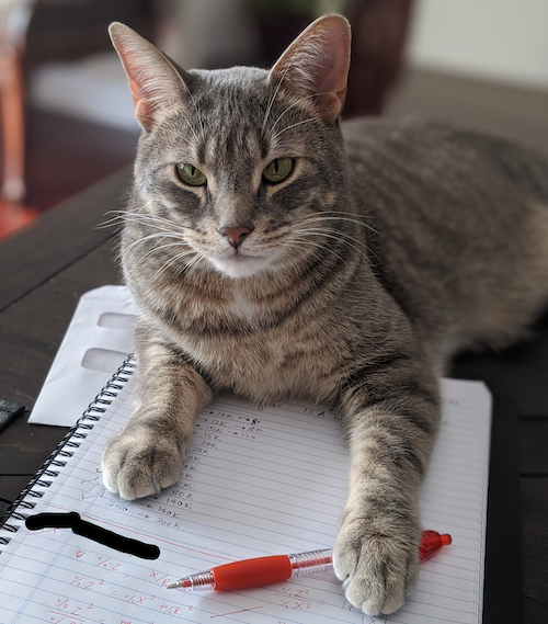 Logan the cat sits atop some important notes.