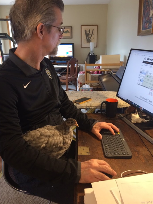 Scott Nicoll works at his computer with a bird tucked under his arm.