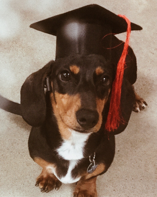 Stanley the Miniature Daschund wears a tiny mortarboard just in time for Convocation.