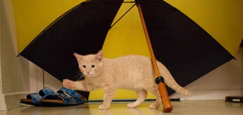 Arthur the cat walks in front of an umbrella.