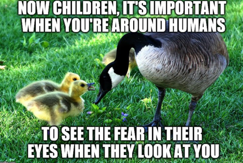An image macro of a goose instructing her chicks &quot;now children it's important when you're around humans to see the fear in their eyes.&quot;
