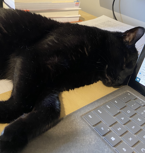Taro the cat sleeps near a laptop screen.