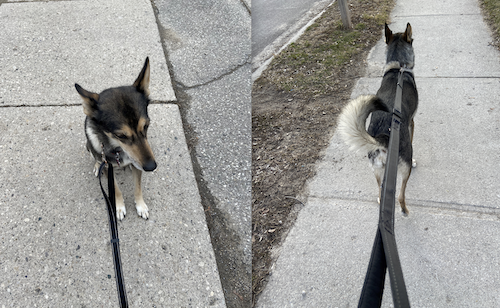 Shasta the dog grudgingly sits for a photo, but then perks up while walking.