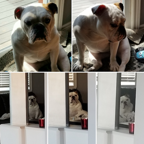 Sophie the bulldog in a series of photos.