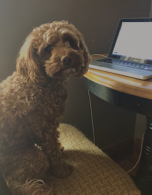 Stoneleigh the Cockapoo sits on a chair in front of a laptop.
