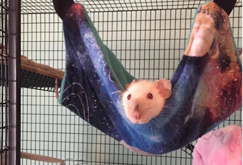 Zenny the Rat hangs out in a space-themed hammock.