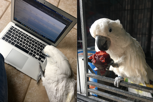 Lucy the Cockatoo tries to get a keyboard button off a laptop, but settles for a tasty plum.