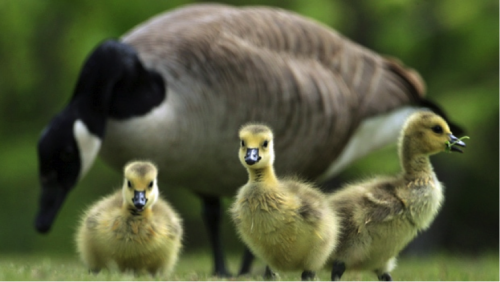 Three goslings with a wary Canada Goose in the background.