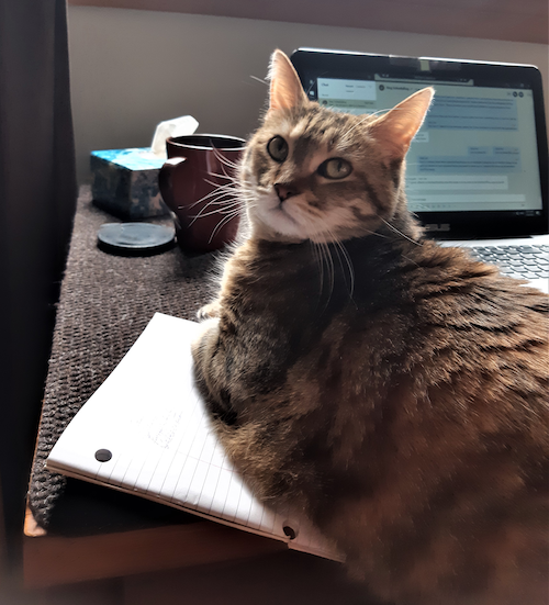 Myah the Cat interrupting her person's workspace.