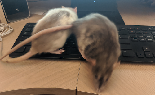 Pip and Licorne the rats up on the keyboard like good computer mice.