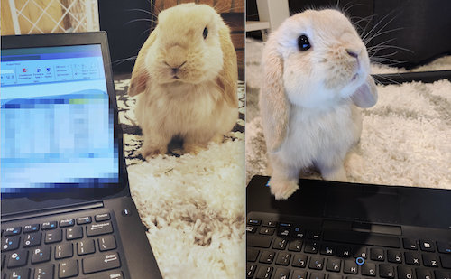 Bao the Bunny sits next to a laptop.