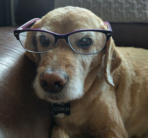 Coach the Dog wearing a smart pair of glasses.