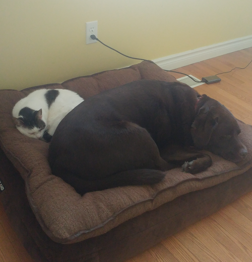 Hank the Dog and Gilbert the Cat share a pet bed. End times, people.