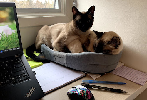 Jyn and Scarlett the Cats settled into a cat bed next to a workstation.