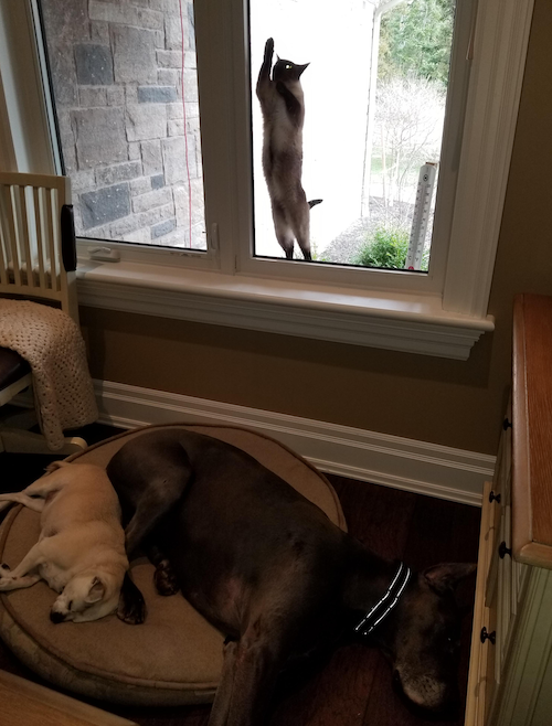 Kaiya the Cat tries to break and enter into a house while two dogs sleep on the floor.