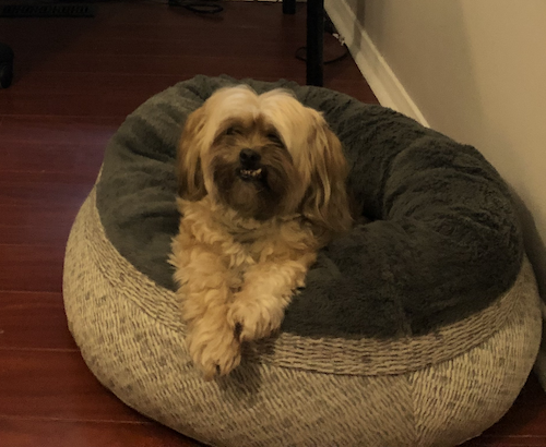 Ruby the dog in a dog bed.