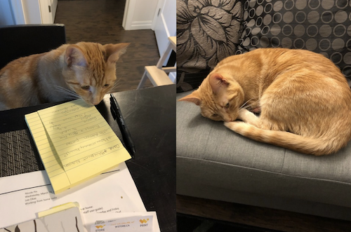 Clementine the Cat goes over some notes on a pad of paper and then sleeps on the couch.