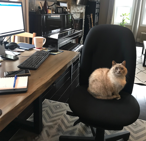 Juliet the Cat sits in an office chair with a &quot;who, me?&quot; expression on her face.