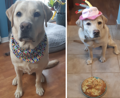 Roscoe the Dog wearing a bandana and then a Birthday Cake hat.