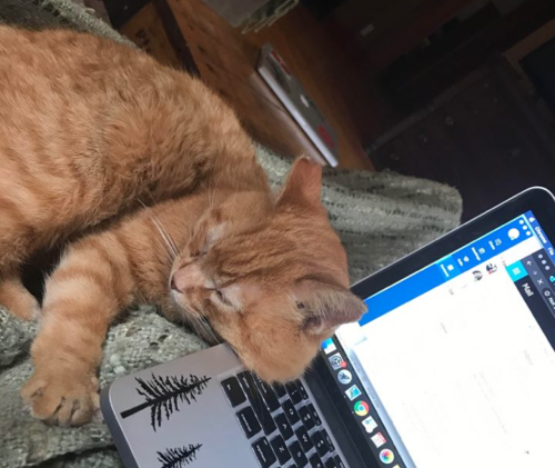 Ted the Cat curls up next to a computer.