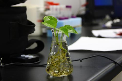Plants growing in a flask inside a lab.