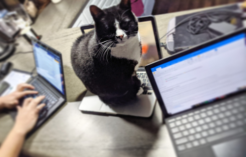 Frankie the Cat sits on his own laptop keyboard so his owners can work on theirs.