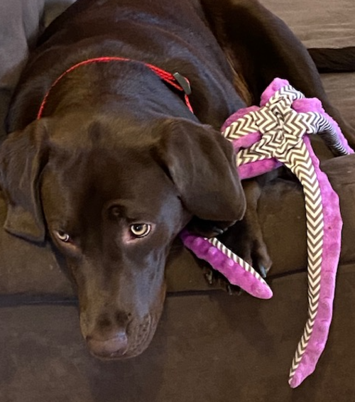 Marley the Dog with his octopus stuffy.