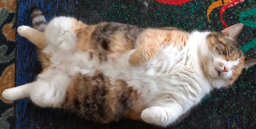 Miss KItty the cat sleeps belly up.