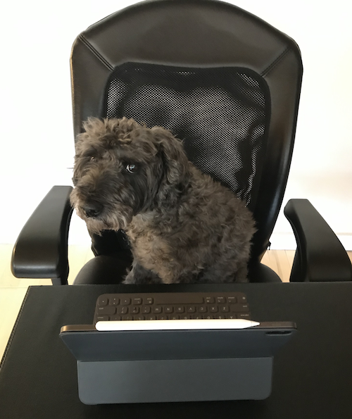 Noodle the Dog in an office chair, looking like he'd rather be doing anything other than telecommuting.
