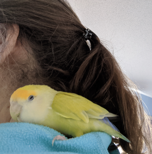 Hermy the Lovebird warms its owner's neck.