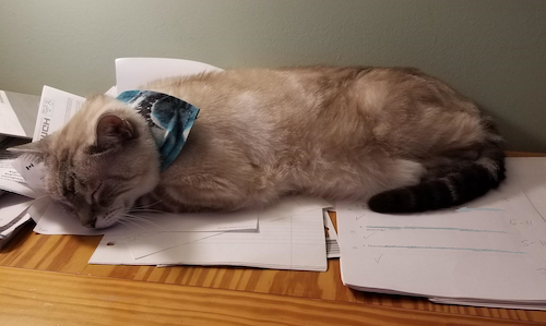 Steve the Cat sleeps on a pile of student assignments.
