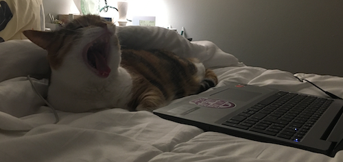 Watson the Cat lets out a big yawn.