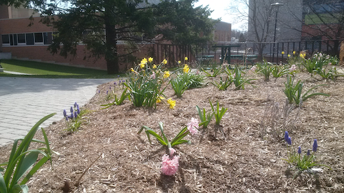 A flower bed on the University campus.