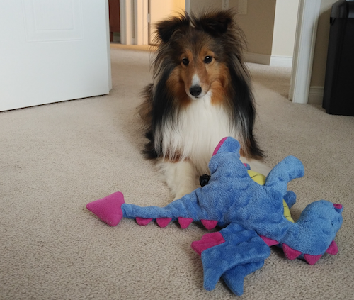 Sophie the Sheltie brings her owner a stuffed toy.