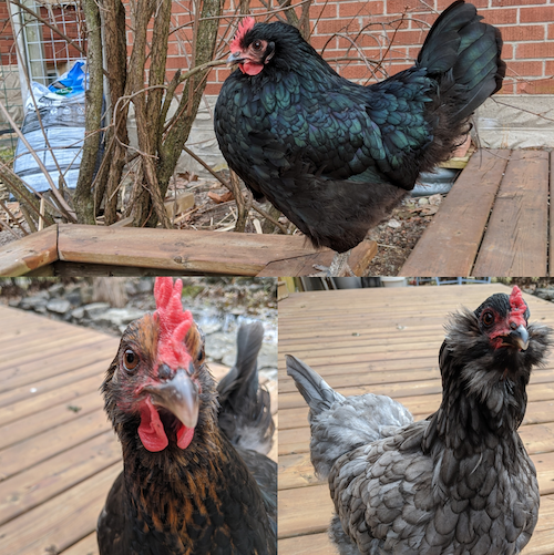 Alice, Edna and Maude the hens.