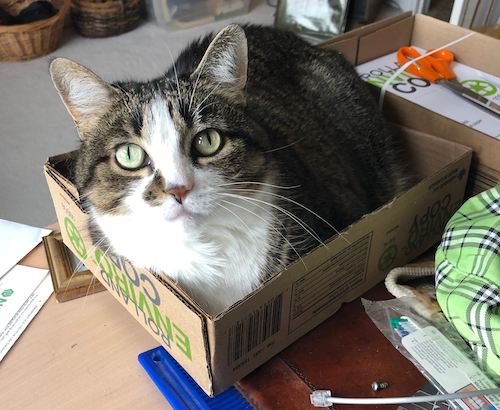 Pia the Cat sits in a cardbox box, like you do.