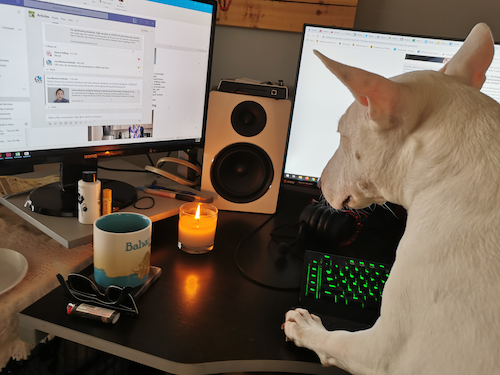 Ferrous the Dog working hard at a workstation.