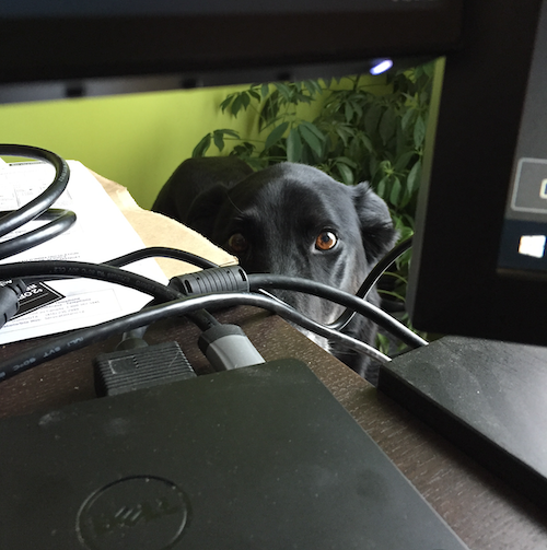 Lucy the Dog peers intently at her owner from behind the computer desk.