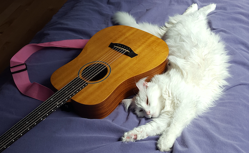 A lovely white cat stretches beside a guitar.