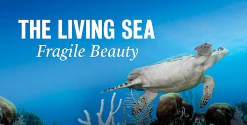 The Living Sea - Fragile Beauty banner featuring a sea turtle