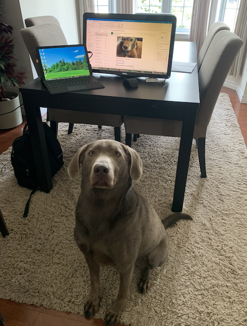 Karpus the Dog stands before a table with a workstation on it.