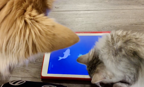 Jinjoo the Dog and Sasha the Cat look at an iPad.