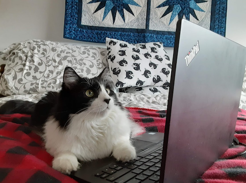 Pingu the Cat uses a laptop.