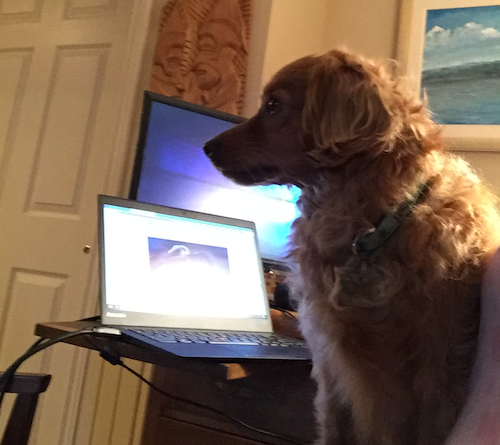 Toast the Dog sits in front of a laptop.