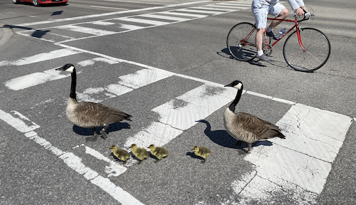 A pair of geese and their goslings cross the street at the University's South Campus Entrance.
